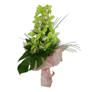 Orchide